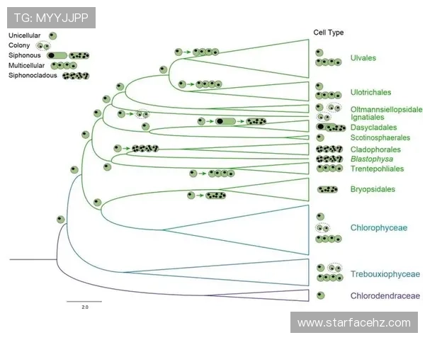 南京排球队意识表现分析：数据揭示团队协作与个人能力的关系